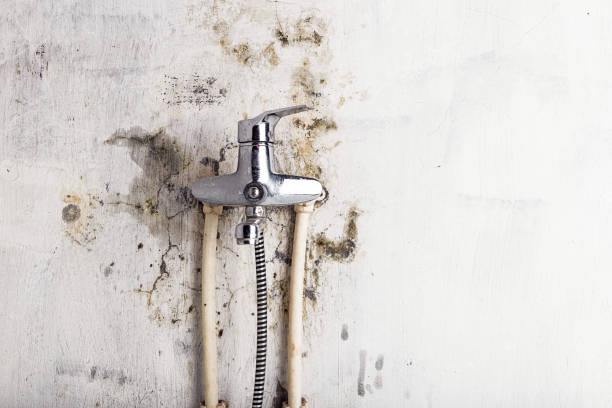 Best Bathroom Mold Remediation in Farmington, NM