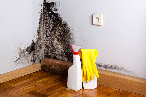 Best HVAC Mold Remediation in Farmington, NM