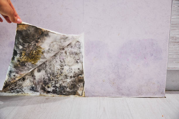 Best Emergency Mold Remediation in Farmington, NM